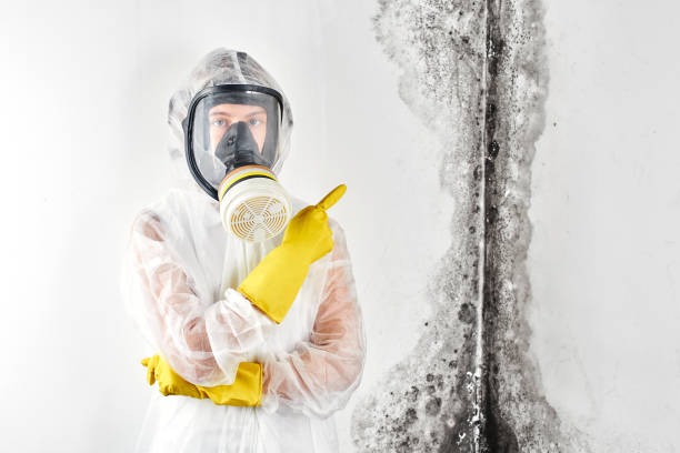 Why You Should Choose Our Mold Remediation Services in Hummelstown, PA